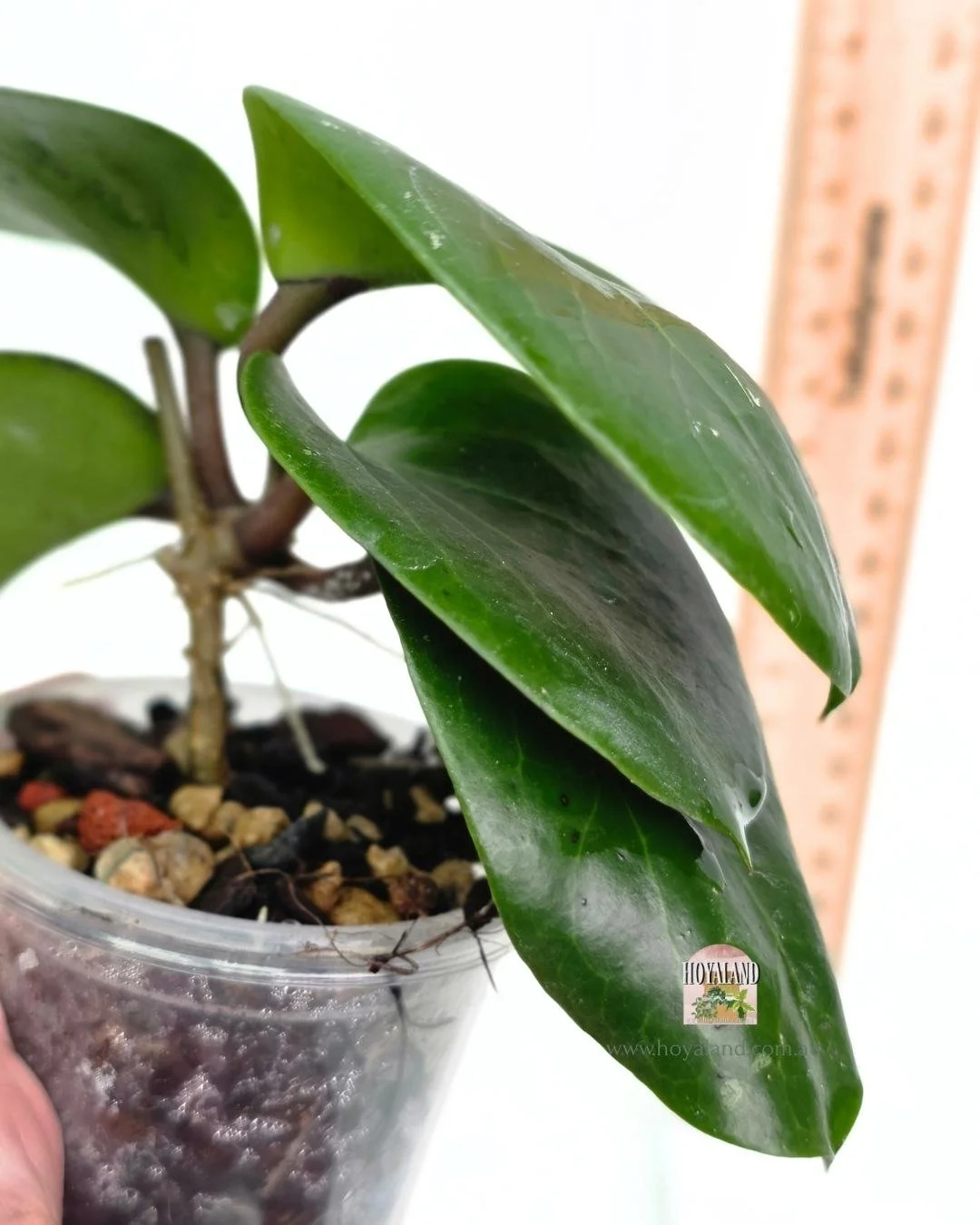 🌞 Hoya Stenophylla | Rare Grass-Like Foliage 🩷 — Hoyaland Rare